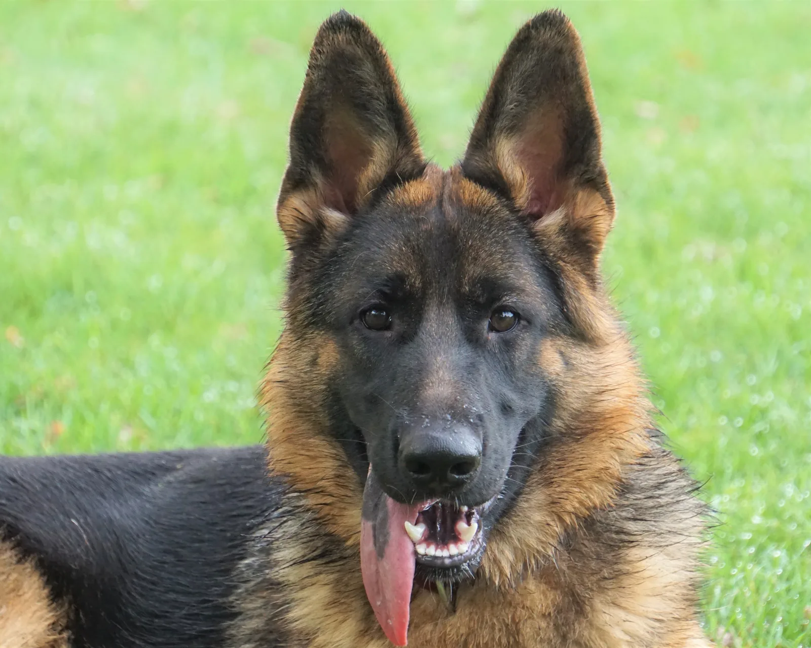 Duitse herder pup